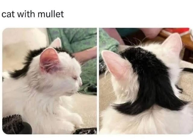 This cat's mullet is stronger than most 80s bands - meme