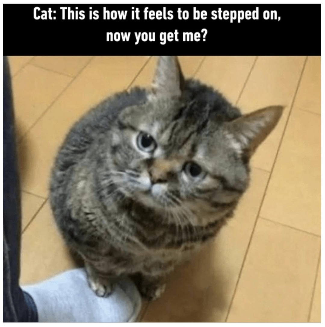 Mew I get you - meme