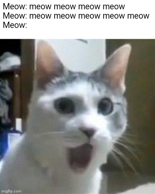 That cat *smh* - meme