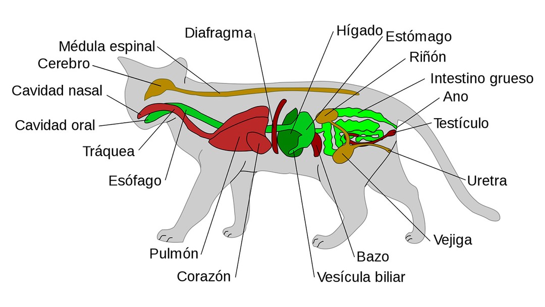 Anatomía gatuna - meme