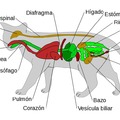 Anatomía gatuna