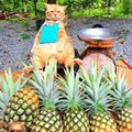 Cat selling pineapples
