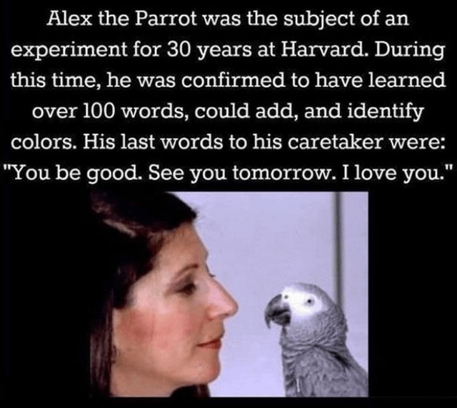 Wholesome parrot - meme