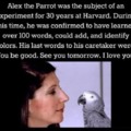 Wholesome parrot