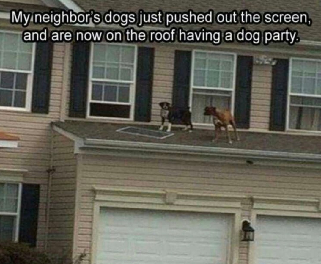 Neighbor’s dogs threw a roof party without permission - meme