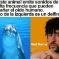 Meme de Bad Bunny = Aceptado fácil
