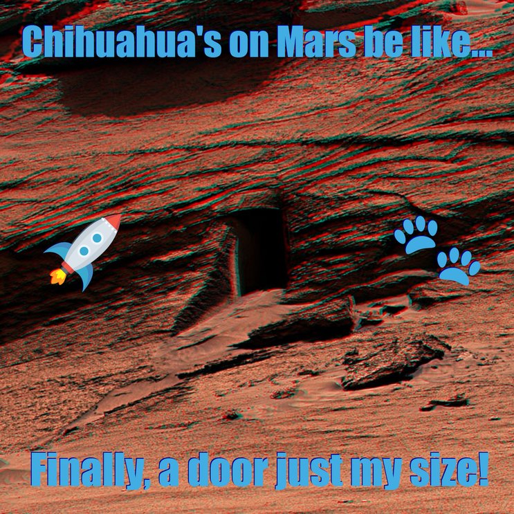 Chihuahuas Discover Mars Perfect Doorway!  - meme