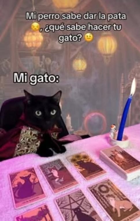 Mi perro vs tu gato, ¿quién tiene más habilidades? - meme