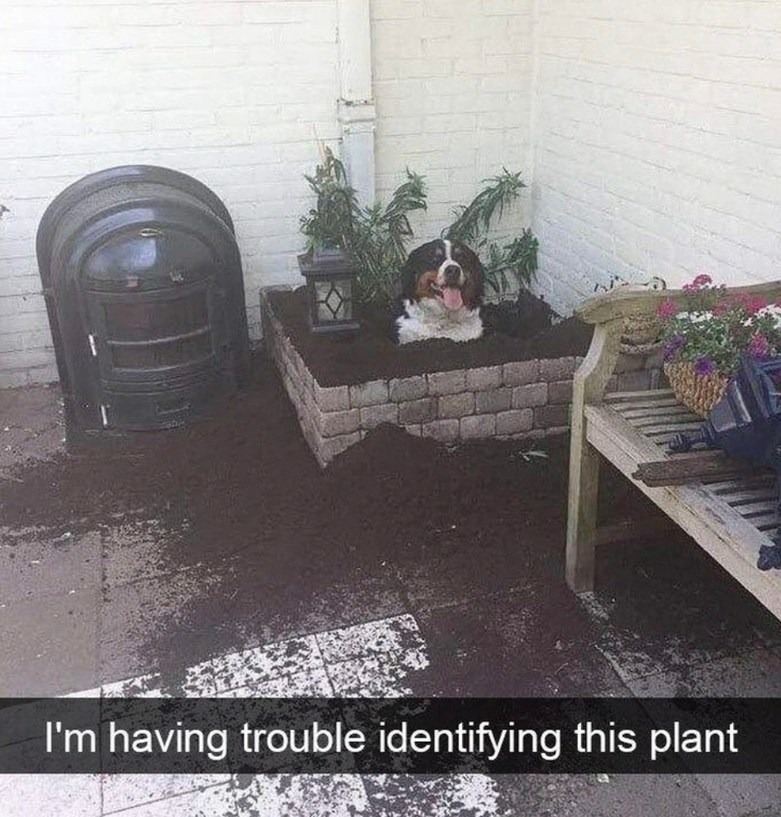 Help this ain't in the gardening book - meme