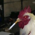 aguante el gallo marihuanero