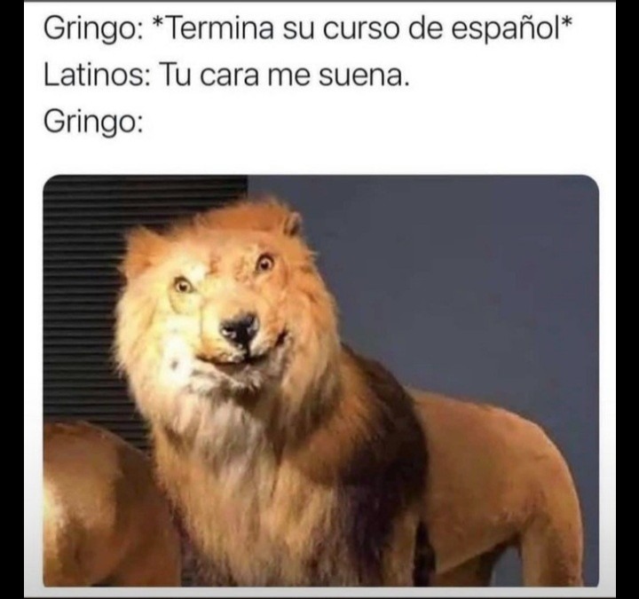 Gringos: - meme