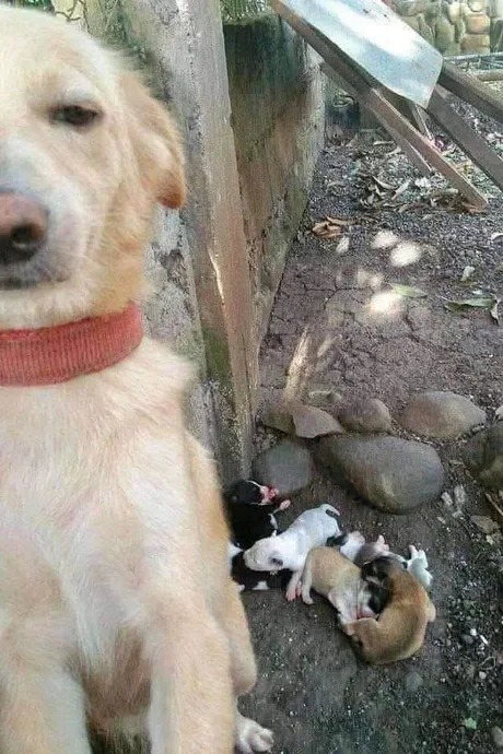 Perrito se hace selfie con sus nuevos cachorros - meme