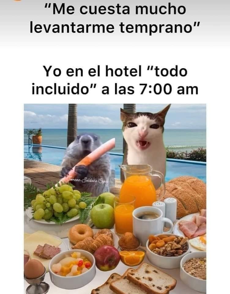 Memes de gatos, todo incluído