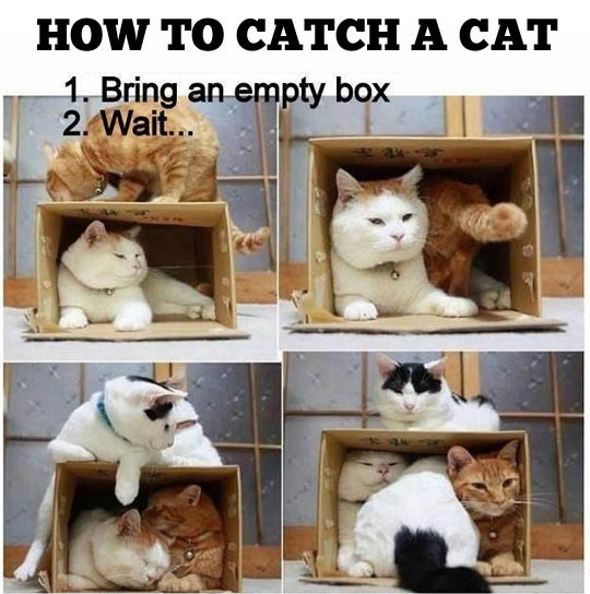 catch a cat - meme
