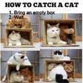 catch a cat