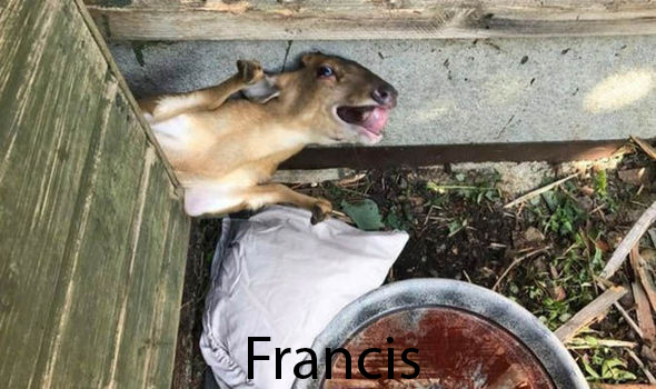Francis - meme