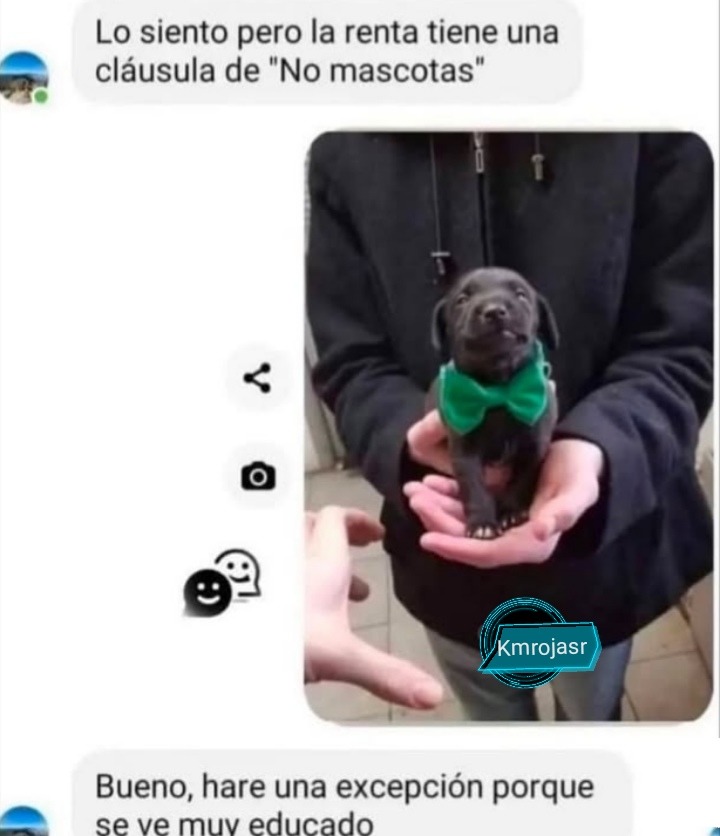 Perro - meme