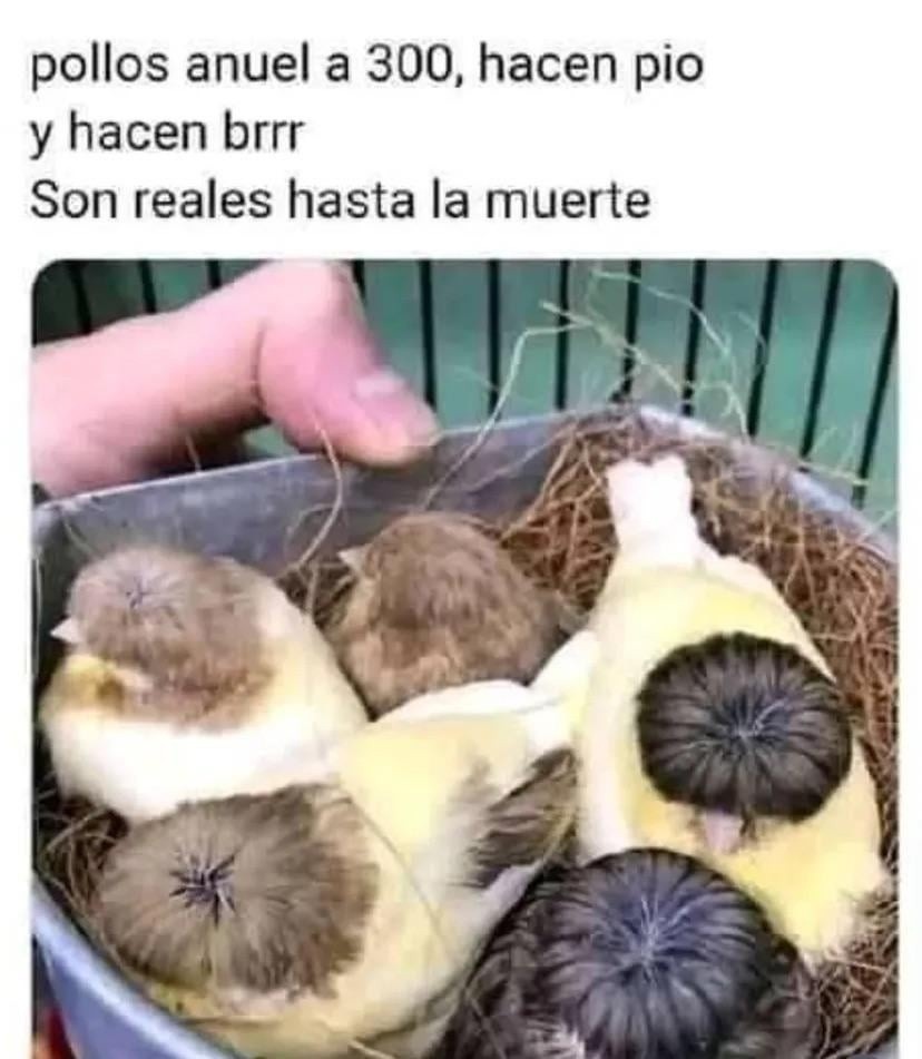 Pollos Anuel a 300, hacen pio y brrr. ¿Quién lo duda? - meme