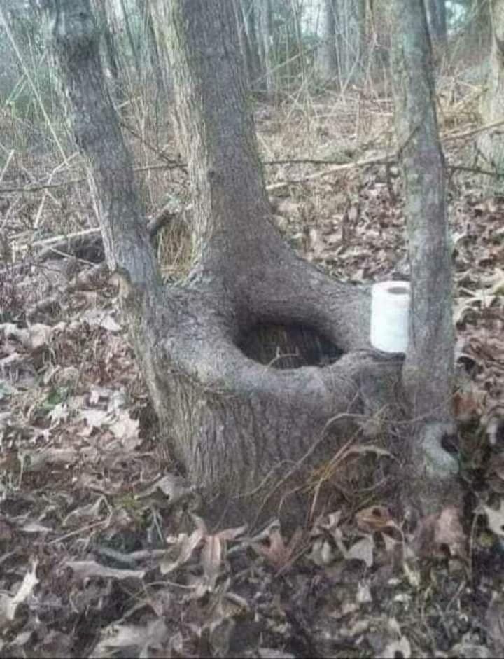 The only public toilet in the forest - meme
