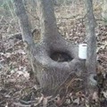 The only public toilet in the forest