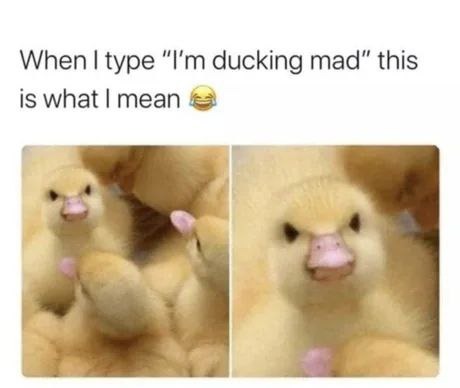 ducking mad - meme