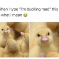 ducking mad