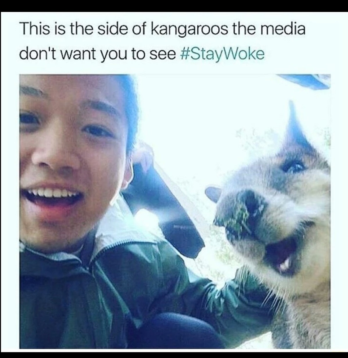 See, not all kangaroos want 2 beat you up - meme