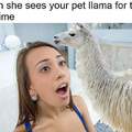 I think my llama has autism