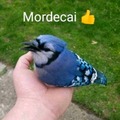 Mordecai