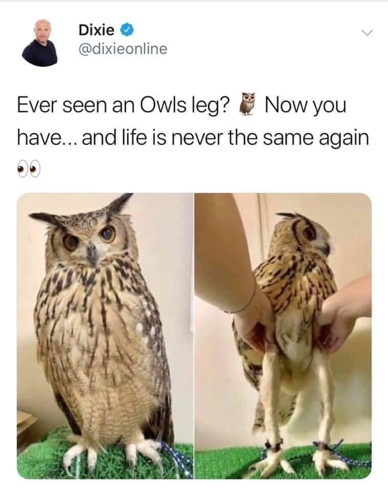 Owl leggins when - meme