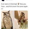 Owl leggins when