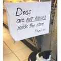 cat owns the store
