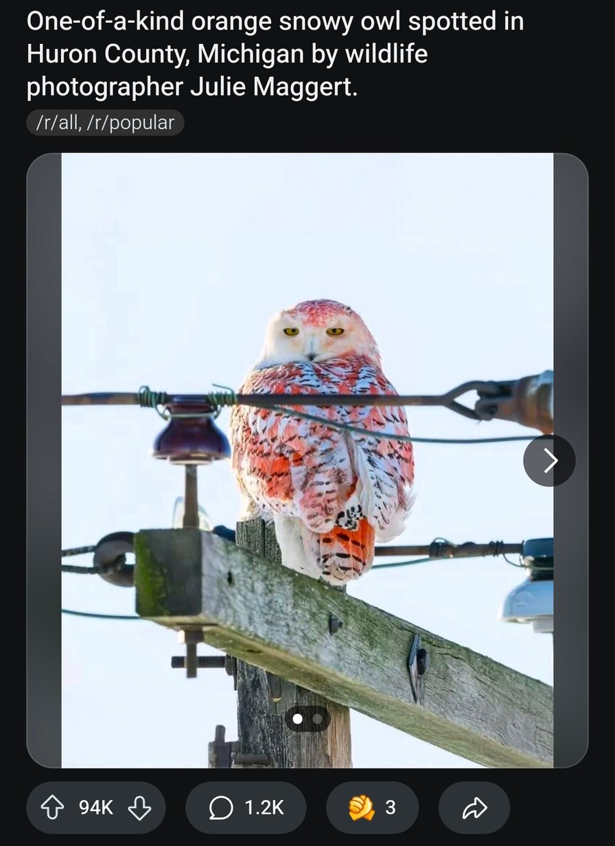 Michigan owl out here looking like it glitched in real life - meme