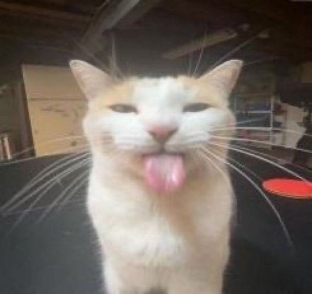 faice reveil - meme