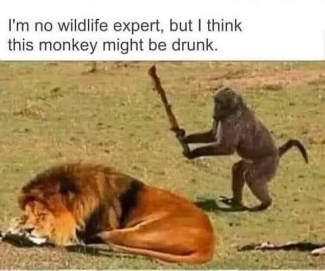 Not a vet, but that monkey's on his third margarita - meme