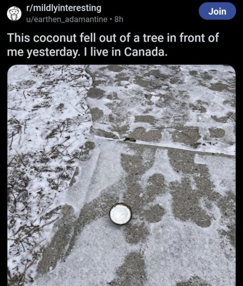 canadian coconut - meme
