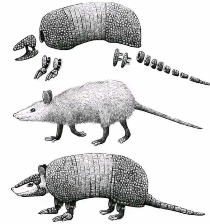 Armadillo - meme
