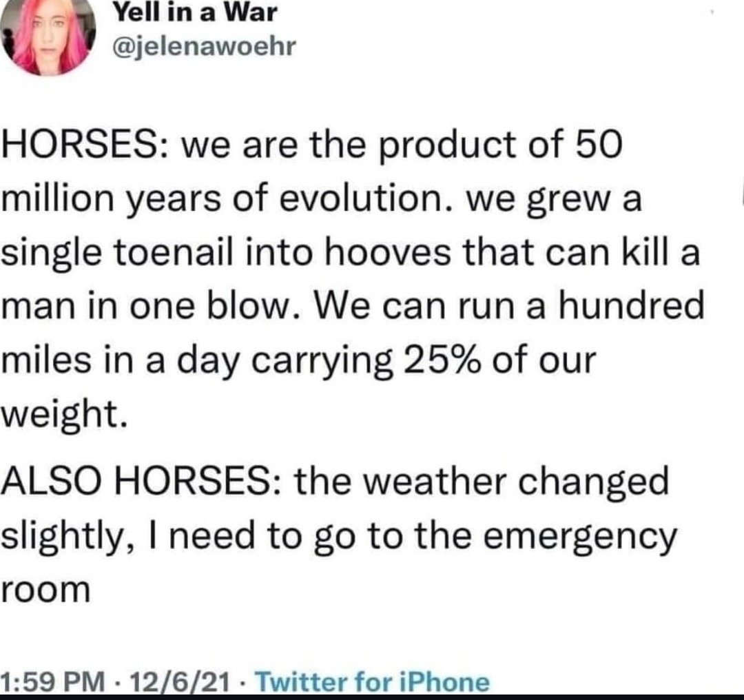 Horses: kill with one kick, cry over breeze - meme