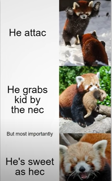 Red Panda is The Smol Panda - meme