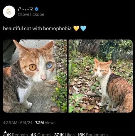 Cat with homophobia - meme