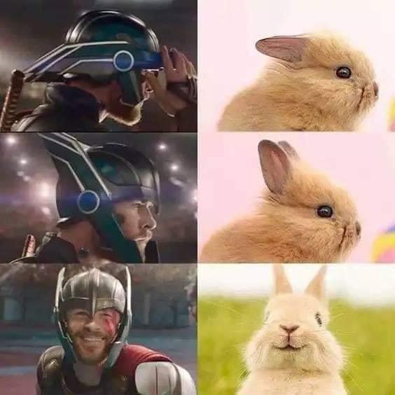 see Thor was once a rabbit - meme