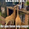 giraffe neighbors be like