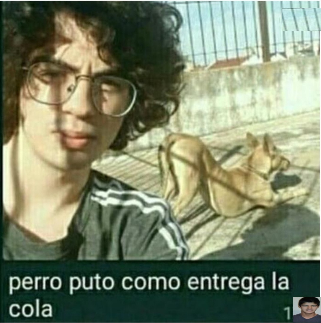 perro puto - meme