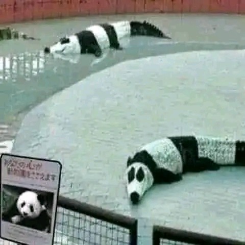 Pandas - Meme subido por Elsuccionamomos :) Memedroid