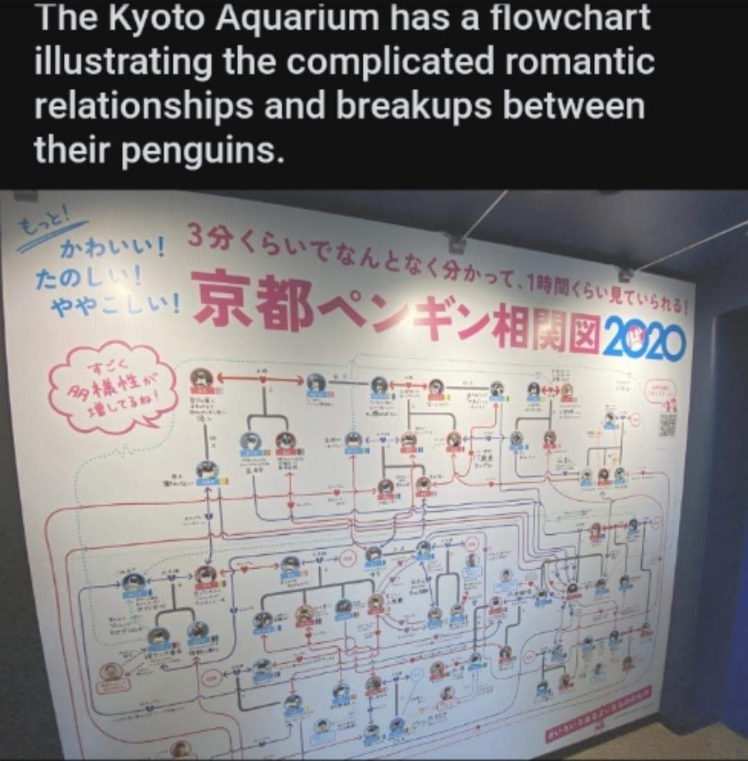 Kyoto Penguins - meme