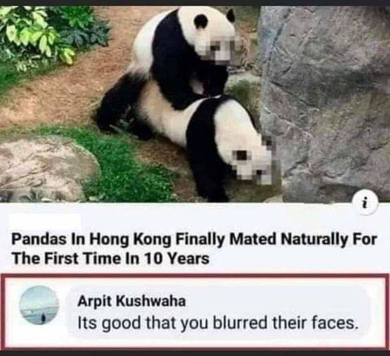 funny panda august meme 2022