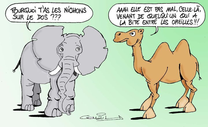chameau vs elephant - meme