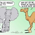 chameau vs elephant