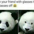 funny Panda glasses
