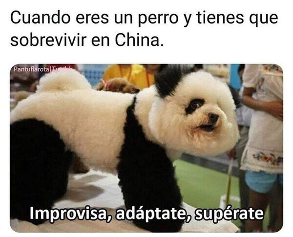 Panda canino - meme